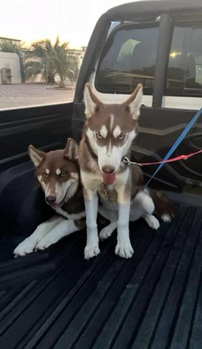 Two Huskies in Al Ain