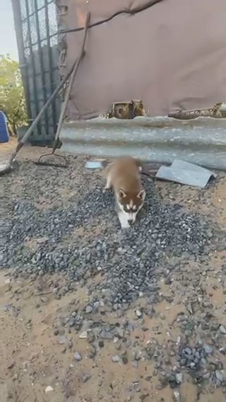 Two Husky Puppies in Al Ain