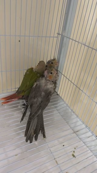 طيور in Al Ain