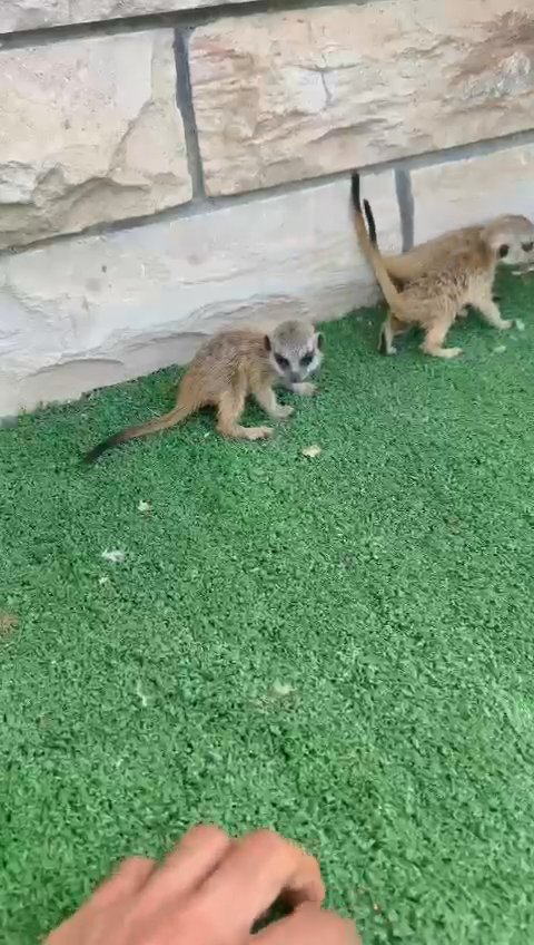 Meerkat Babies in Dubai