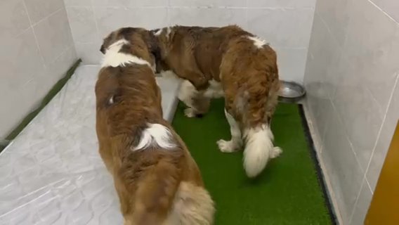 Saint Bernard Quality Puppies in Dubai