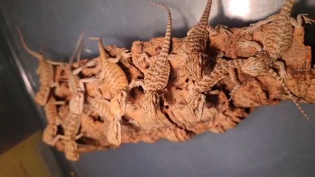 bearded dragons in Dubai