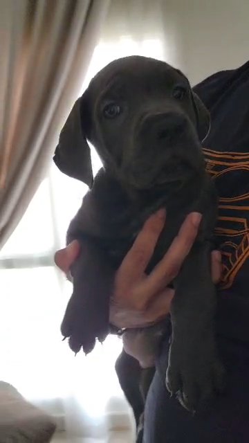 cane corso كان كورسو in Dubai
