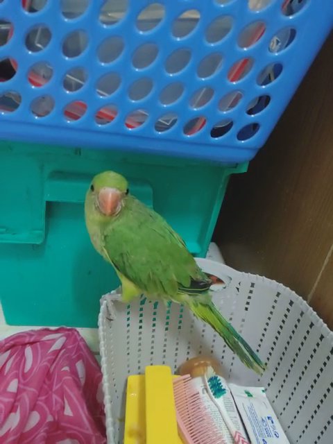 ringneck parrot in Dubai