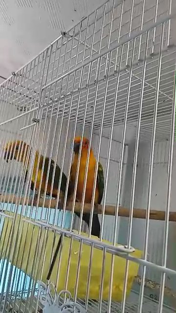 sun conure pair parrot for sale in Sharjah