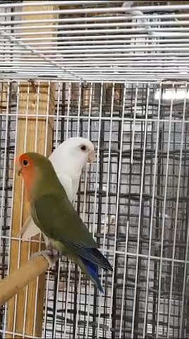 Lovebirds in Dubai