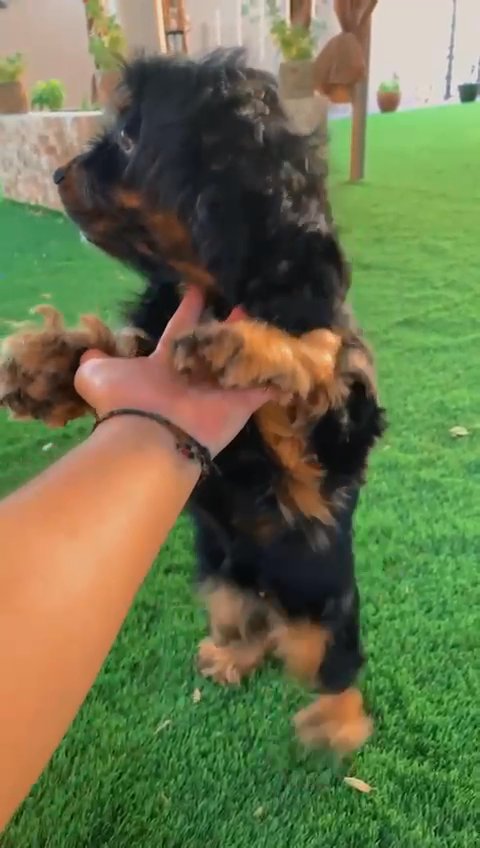 dog in Dubai