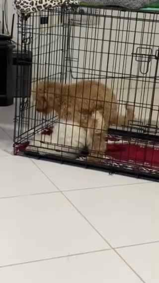 Miniature Poodle For Mating in Dubai