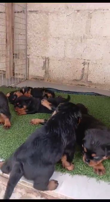 Rottweiler puppies top quality روت وايلر جرواي in Sharjah