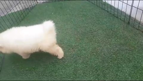 Imported parents samoyed Puppies in Dubai