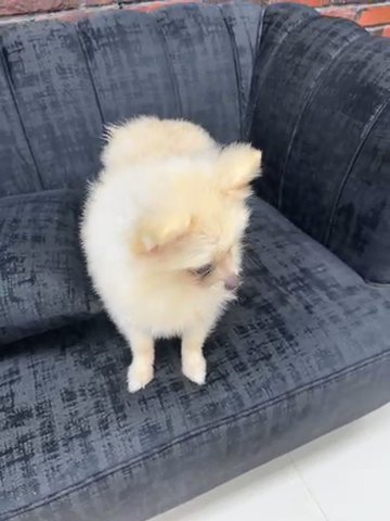 Mini Pomeranian in Dubai
