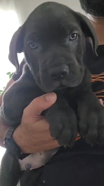 canecorso كان كورسو in Dubai