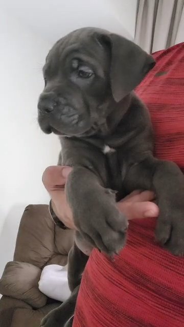 cane coros puppy in Dubai