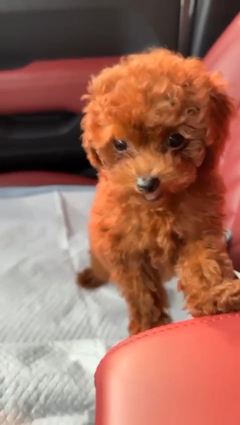 RED TOY PODOLE PURE BREED PUPPY AVAILABLE in Dubai