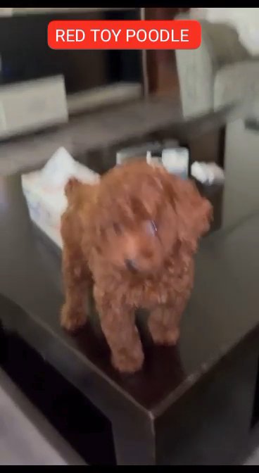 CUTE RED TOY POODLE PUPPY AVAILABLE in Dubai