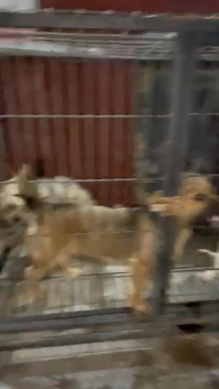 malamute dog For Sale in Sharjah