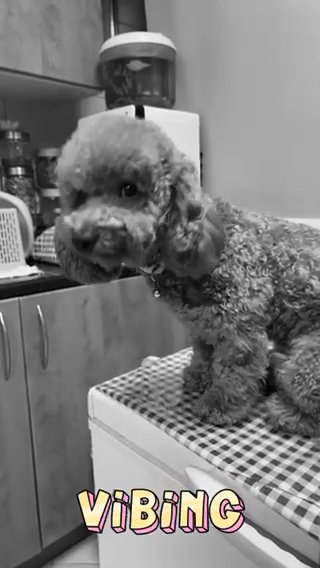 MATING MINI POODLE in Sharjah