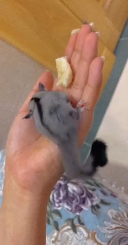 Sugar Glider Baby With Cage Toys Etc in Dubai