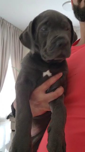 rare can corso female in Dubai