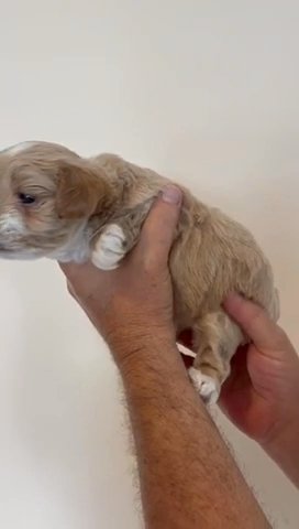 Teddy Bear Shih-Poo in Dubai