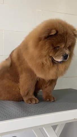 Chowchow Champion bloodline For Mating in Ajman
