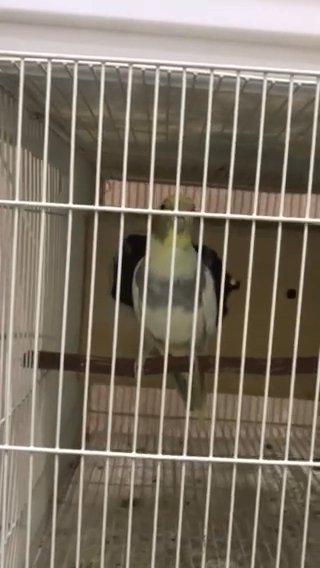 A pet cockatiel is a songbird and loves to play in Al Ain