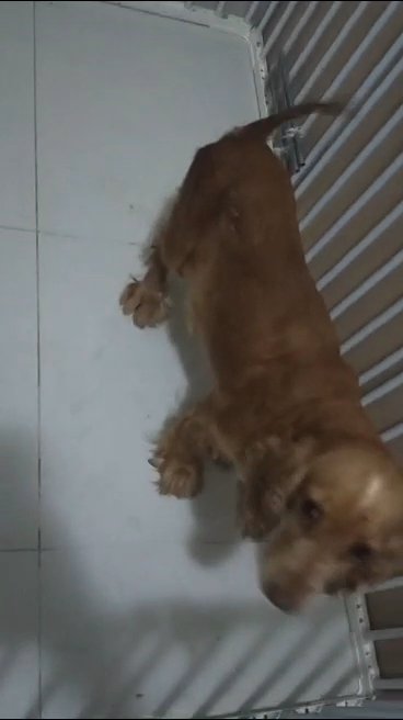 American Cocker Spaniel Female in Dubai