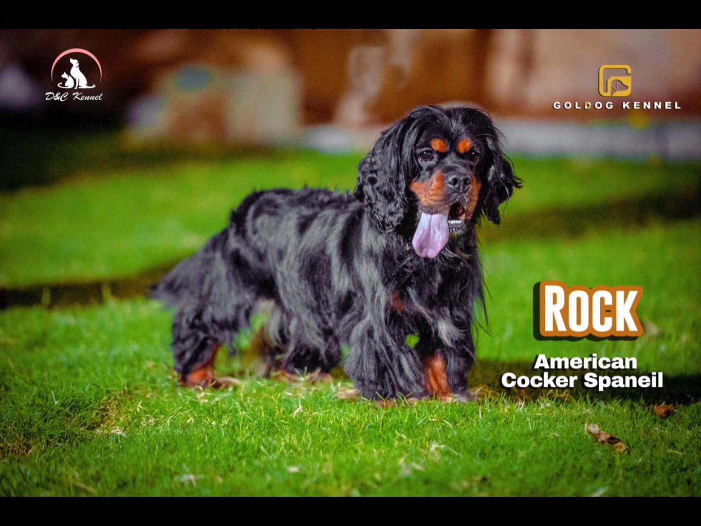 Rock the Male American Cocker Spaniel for Mating in Sharjah
