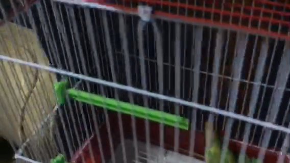 Fighter Love Bird Baby  Pair With Nest in Dubai