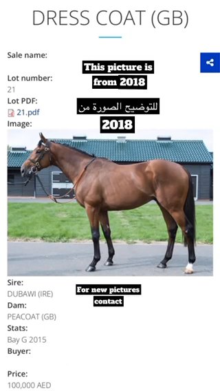Thoroughbred Horse خيل ثروبرد in Sharjah