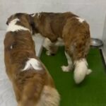 Saint Bernard Quality Puppies in Dubai