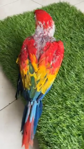 فرخ اسكارلت مكاو انتاج محلي - Scarlet Macaw Local Breeding in Dubai