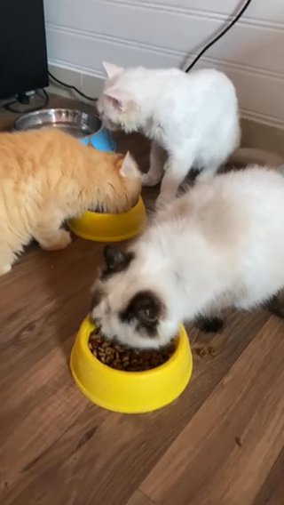 Sibirian Kitten 1.5 Months in Dubai