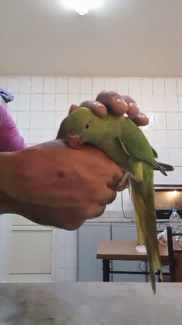 Fully hand tame no bite ❌️4 month old ringneck👍 in Sharjah