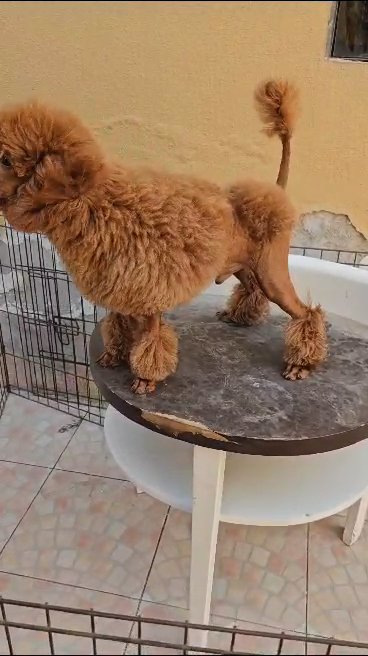 poodle puppy available in Dubai