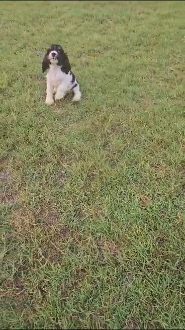American cocker spaniel in Dubai