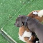 Male Saint Bernard in Dubai