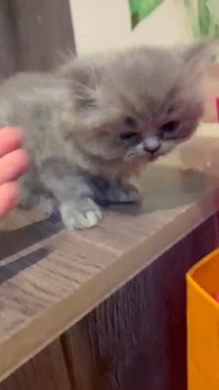 Looking For New Home in Dubai