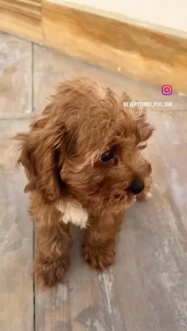 (SOLD) Red Cavapoo Puppies Available in Dubai