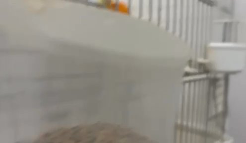 Canaries For Sale in Sharjah
