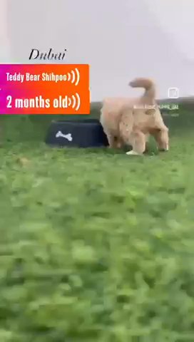 (SOLD) Teddy Bear Shihpoo in Dubai