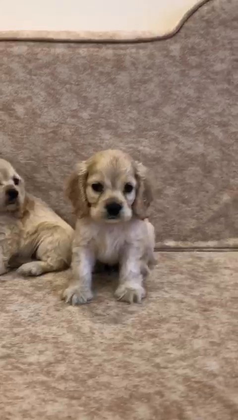 american cocker spaniel كوكر أمريكي in Sharjah