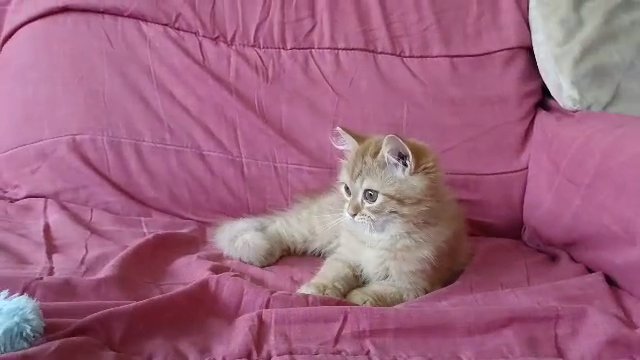 Turkish Angora female kitten in Ajman