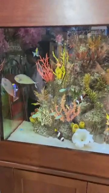 Aquarium with filtration system and fish included in Abu Dhabi