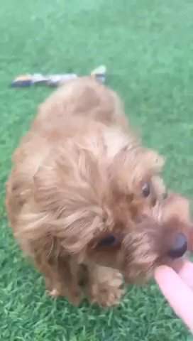 Red Cavapoo Puppies Available in Dubai