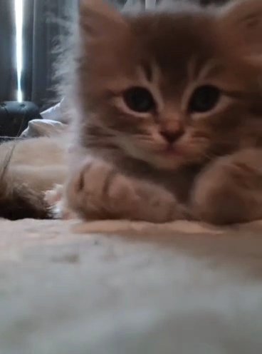 2 Months Ragdoll/Siberian Kitten in Dubai