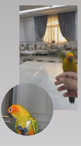 Sun Conure For Sell in Sharjah