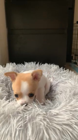 Chihuahua puppy female in Ajman