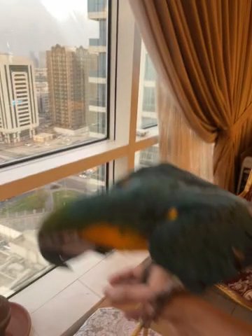Macaw in Abu Dhabi