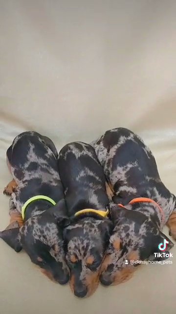 Dapple Mini Dachshund Puppies in Dubai